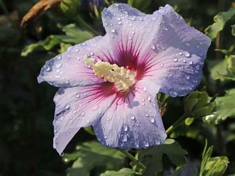 Garteneibisch Blue Bird Oiseau Bleu Hibiscus Syriacus Blue Bird Oiseau Bleu