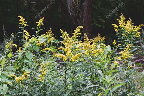 Las flores silvestres de Solidago canadensis o vara de oro tardía