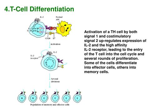 PPT T Cell Maturation Activation And Differentiation PowerPoint