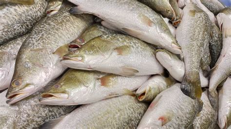 Frozen Barramundi Fillet Lates Calcarifer South Pacific Fishery Co