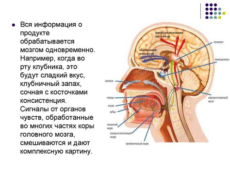 Анализаторы. Органы чувств. Сенсорные системы - презентация онлайн