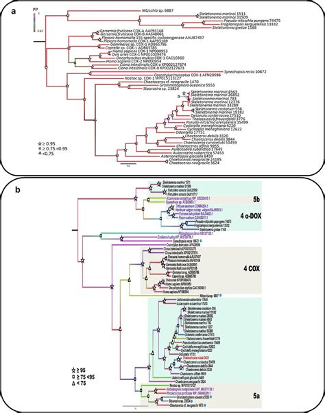 Phylogenetic Analysis Of The Diatom COX Sequences A Bayesian