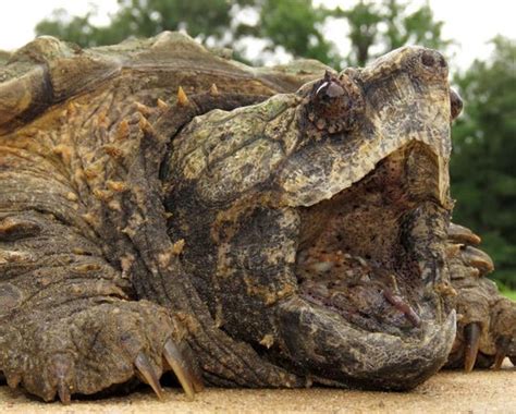 Alligator Snapping Turtle Tongue The Alligator Snapper Employs A