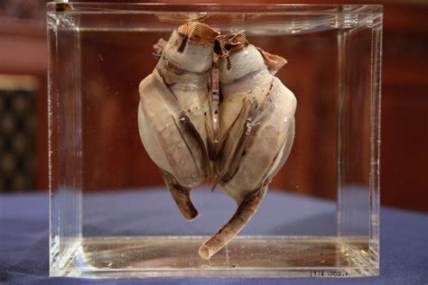 World S First Artificial Heart Displayed After Nearly 50 Years At