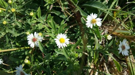 Hairy White Oldfield Aster From Webster County Mo Usa On October