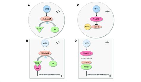 Transcriptional Pathways Along Which Wt1 May Repress Thermogenic