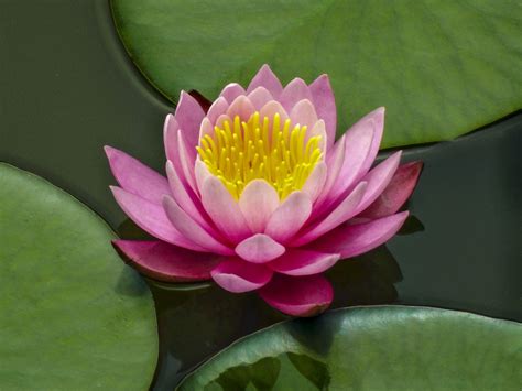 Free Images Blossom Petal Lake Green Botany Pink Sacred Lotus