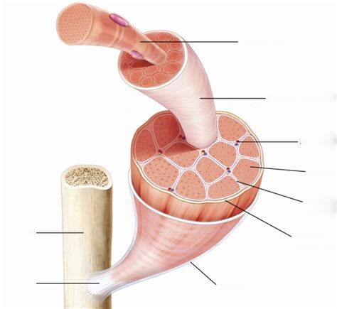 Skeletal Muscle Organization Diagram Quizlet