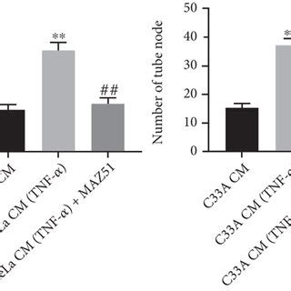 Cm Tnf Promotes The Proliferation And Angiogenesis Of Hlecs Cervical