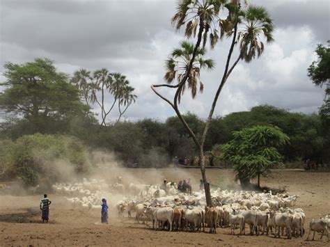 Why bankers need to talk to pastoralists about uncertainty ...