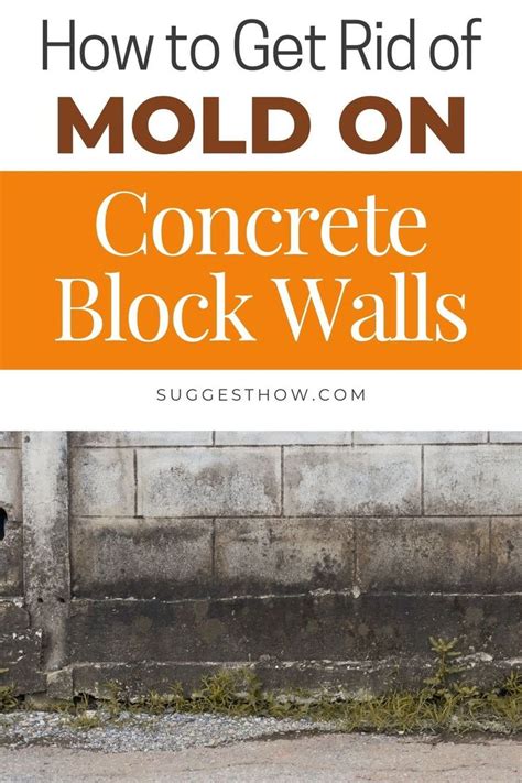 How To Get Rid Of Mold On Concrete Block Walls Step By Step Guide In