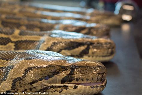 Forty Three Burmese Pythons Weighing A Combined Ton Captured In Florida Cull Daily Mail Online