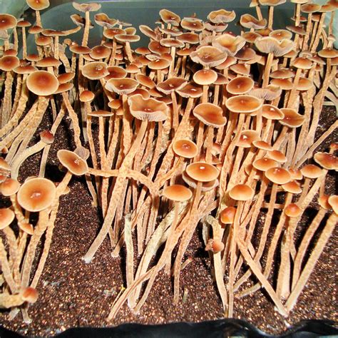 Psilocybe Mexicana Galindoi Spores Premium Spores