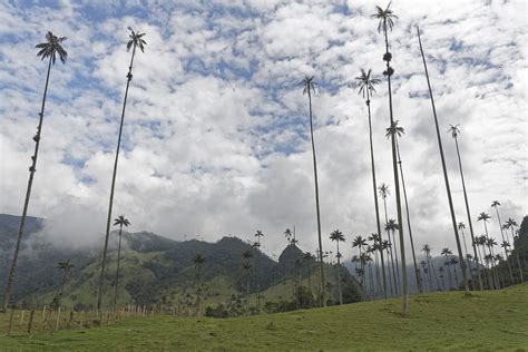 Kolumbia Palmy Cocora Dolina Darmowe zdjęcie na Pixabay Pixabay