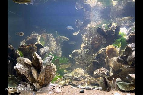 Chesapeake Bay Oyster Reef Biotope Phoebus Virginia Usa Bap