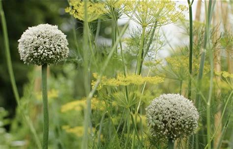 Leek Companion Plants - 15 Companion Plants for Leeks and 4 to Avoid - Backyard Gardeners Network