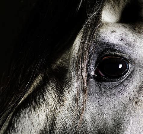 Close Up Of Grey Horse Eye by Henrik Sorensen