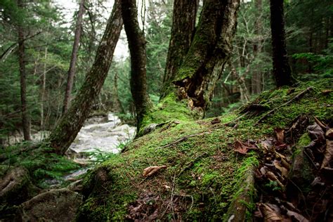 Images Gratuites Arbre R Gion Sauvage Piste Courant Jungle