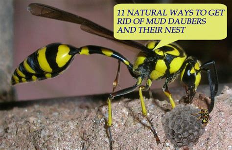 11 Natural Ways To Get Rid Of Mud Daubers And Their Nest