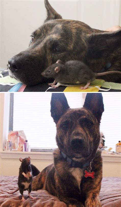 Before and after of animals growing up together (28 Photos)