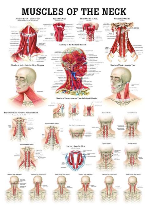 Muscles of the Neck Laminated Anatomy Chart | Muscles of the neck, Yoga anatomy, Anatomy