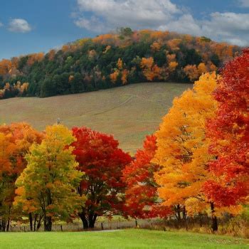 Solve Sugar maple trees display brilliant colors in the fall. jigsaw ...