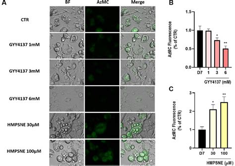 Quantification Of Cellular H S Content Of Differentiated Adipocytes