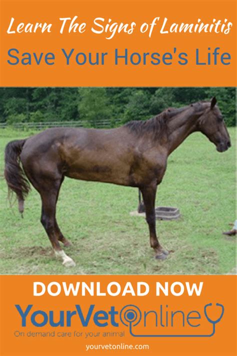 What Are The Signs Of Laminitis In Horses Your Vet Online