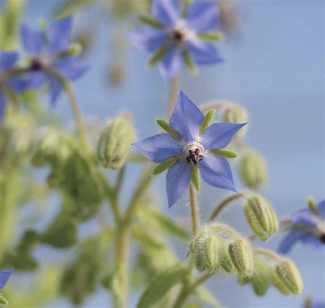 Borage Sweet Valley By Jolly Farmer