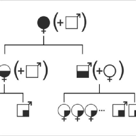 Scheme Of Sexual Reproduction Including The Fecundation Capacity Of Download Scientific Diagram