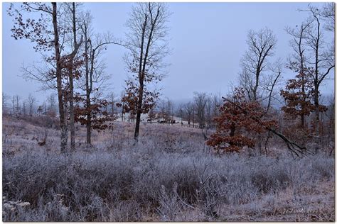 Nature in the Ozarks: From Frost To Frost Flowers