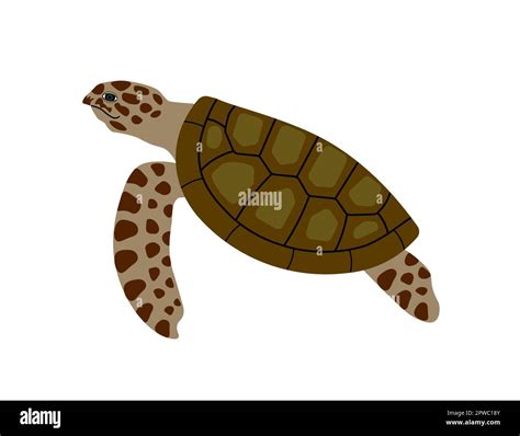 Sea turtle swimming isolated on white background. Wildlife animal and ...