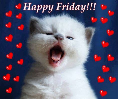 Happy Friday Cat friday happy friday tgif friday quotes friday quote ...