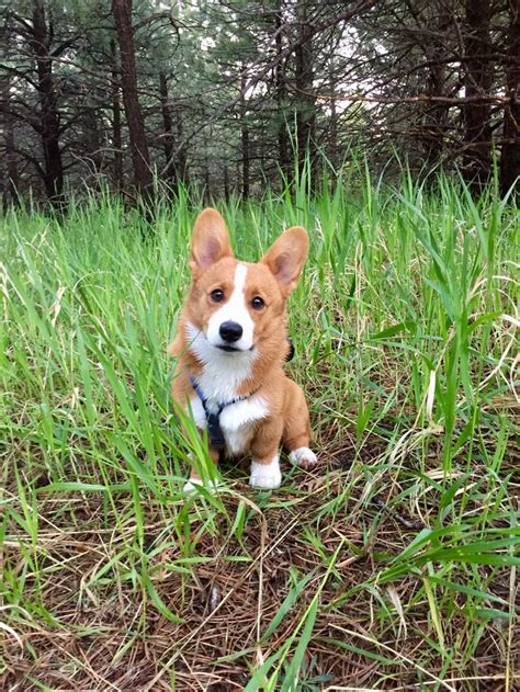 Pin By Allyson Dosch On Benny The Corgi Corgi Dogs Animals