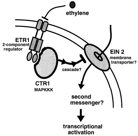 A Model For The Transduction Of The Ethylene Signal The Ethylene Download Scientific Diagram