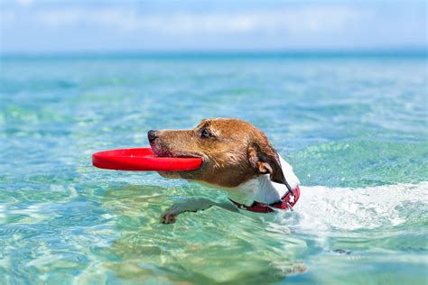 Playas Para Ir Con Perros En Espa A