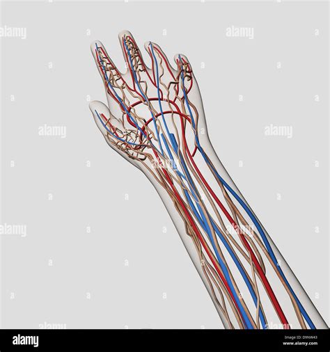 Medical Illustration Of Arteries Veins And Lymphatic System In Human