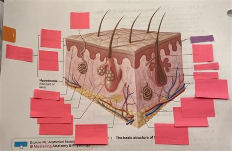 Unit Lab Practical Integumentary System Flashcards Quizlet