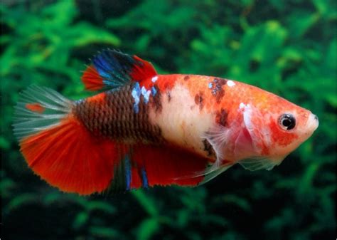 Betta Plakat Femelle Select Koi Comptoir Du Poisson Exotique