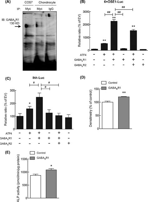 Effects Of Gaba B R Introduction A Costal Chondrocytes Were