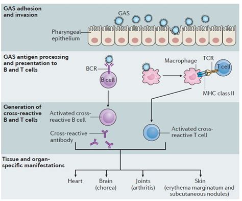 Acute Rheumatic Fever And Rheumatic Heart Disease Streptococcus Pyogenes Ncbi Bookshelf