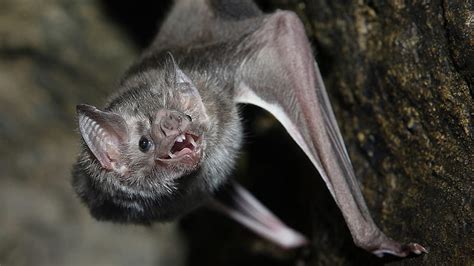 1920x1080px 1080p Free Download Bat Fangs Wings Animal Hd