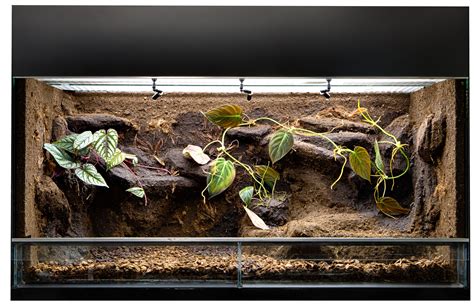 Décorer un terrarium comment créer un espace de vie personnalisé