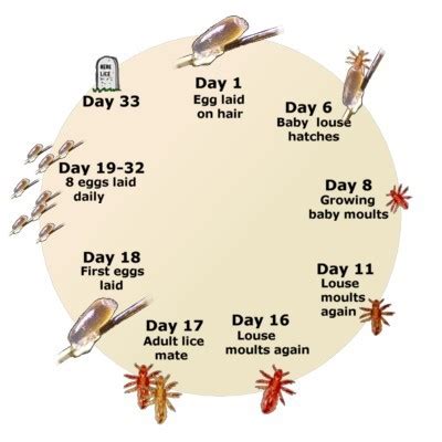 Life Cycle Of Lice: Stages, How They Spread, And More, 52% OFF