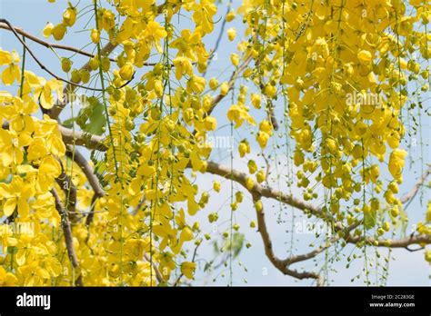 Cassia Leaf Hi Res Stock Photography And Images Alamy