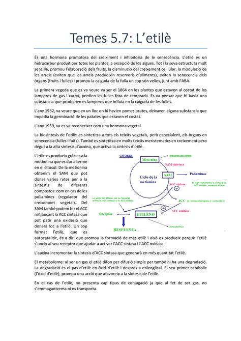 Fisio Vegetal tema 5 7 Temes 5 5 L Letilè És una hormona promotora