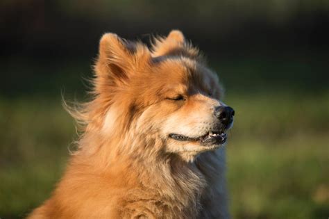 Anf Nger Und Familienhunde Das Sind Eher Ruhige Hunderassen