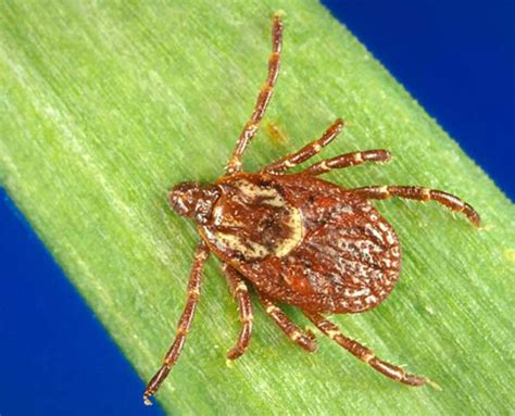 Georgia Is Home To More Than 20 Species Of Ticks Heres What You Need