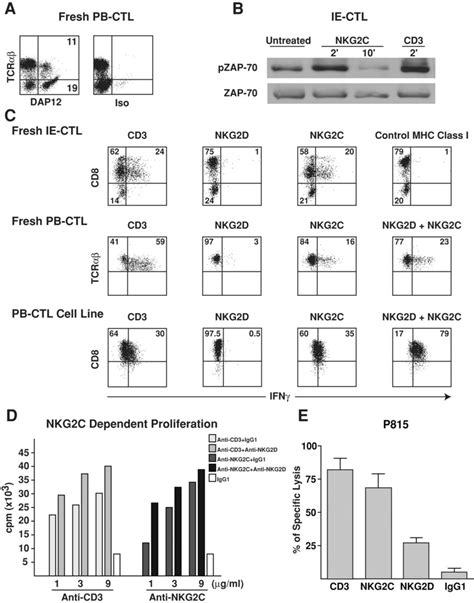 Expression Of Functional Cd Nkg C Dap Immunoreceptor Complexes By