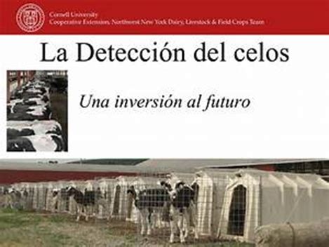 Cómo Optimizar la Detección de Celo en Bovinos Lecheros Mejores